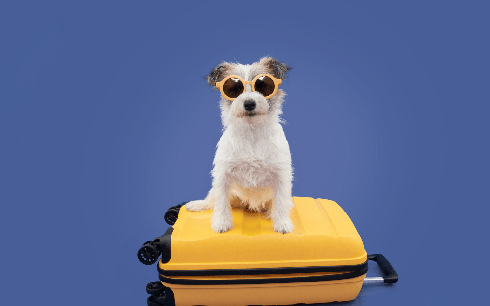 How Celebrities Travel with Their Pets