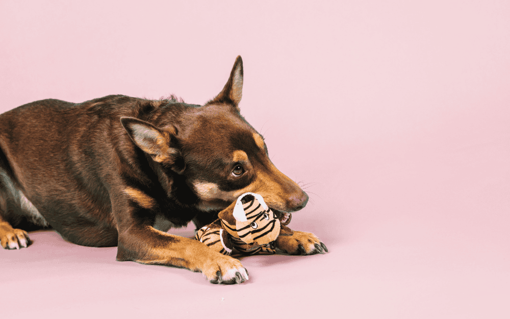 Brown dog lying on a pink background while chewing on a stuffed tiger toy.
